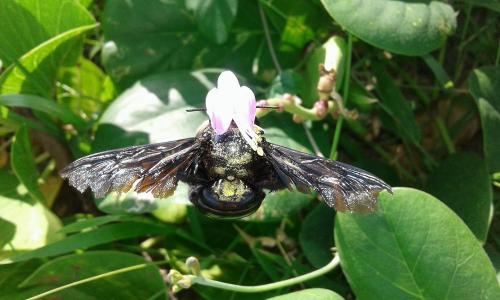 Xylocopa mordax